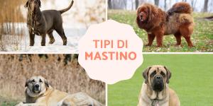 Tipi di mastino