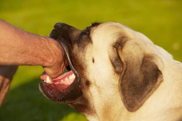 Cosa fare se il mio cane mi ha morso?