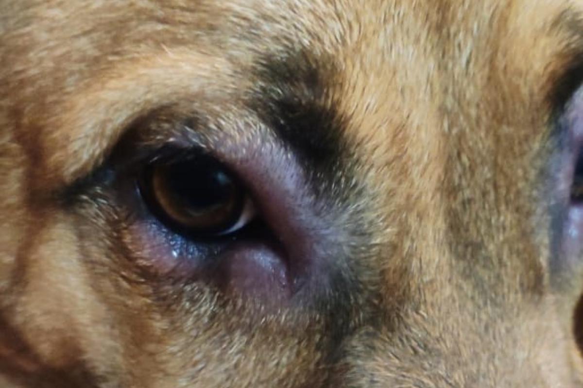 Occhio infiammato nel cane: cause, cura e rimedi naturali