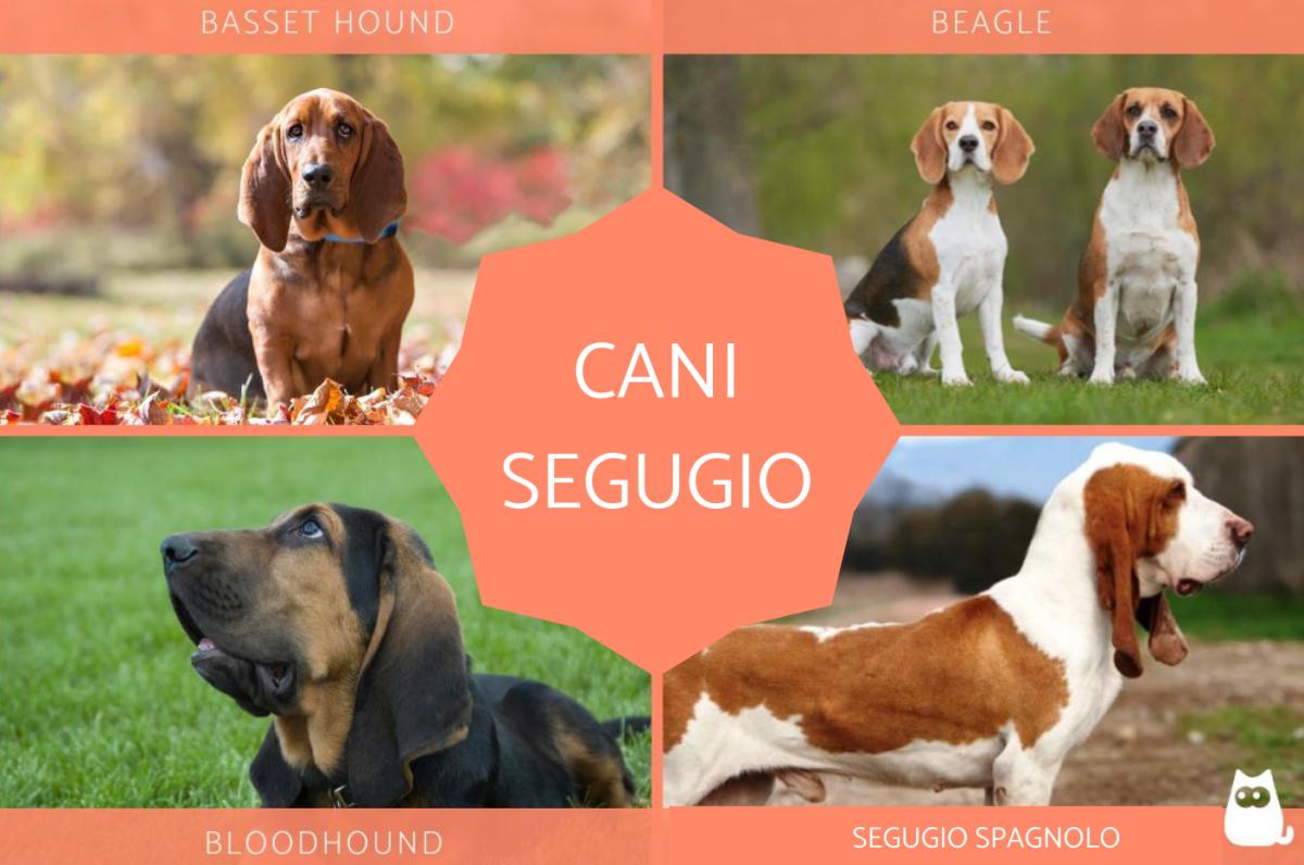 Cani segugio: razze e caratteristiche