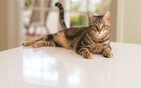 Anatomia del gatto