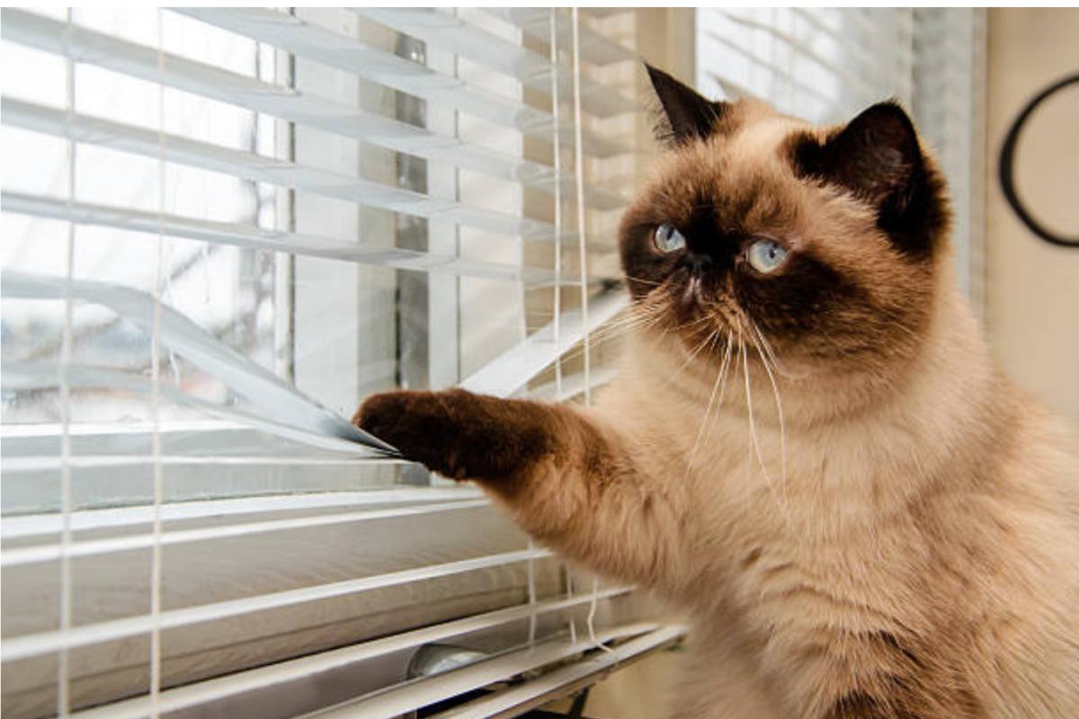 Si può lasciare un gatto cucciolo a casa da solo?