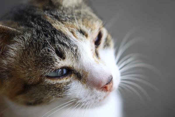 Perché al gatto lacrimano gli occhi? - Allergia