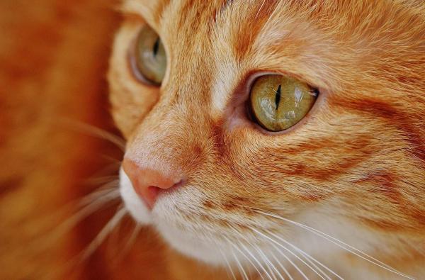 Perché al gatto lacrimano gli occhi? - Ha qualcosa nell'occhio