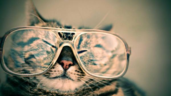 Perché al gatto lacrimano gli occhi? - Infezioni