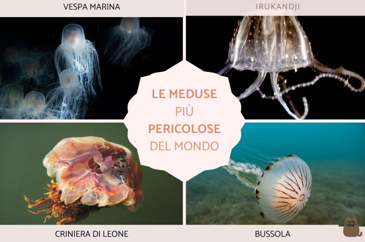 Le meduse più pericolose del mondo