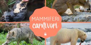 Mammiferi carnivori: Elenco e caratteristiche
