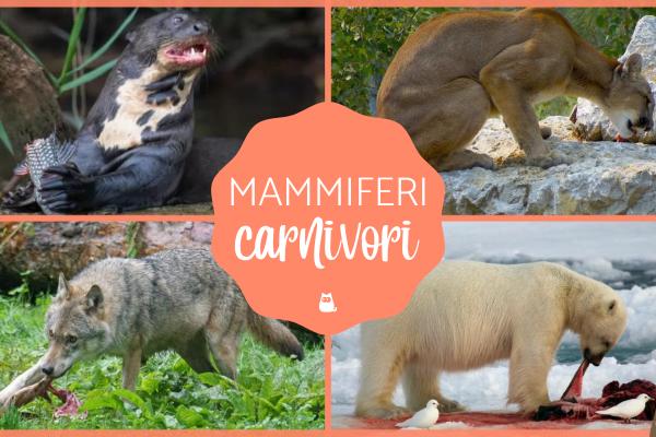 Mammiferi carnivori: Elenco e caratteristiche