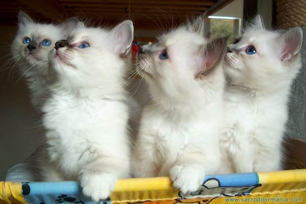Perché al gatto lacrimano gli occhi?