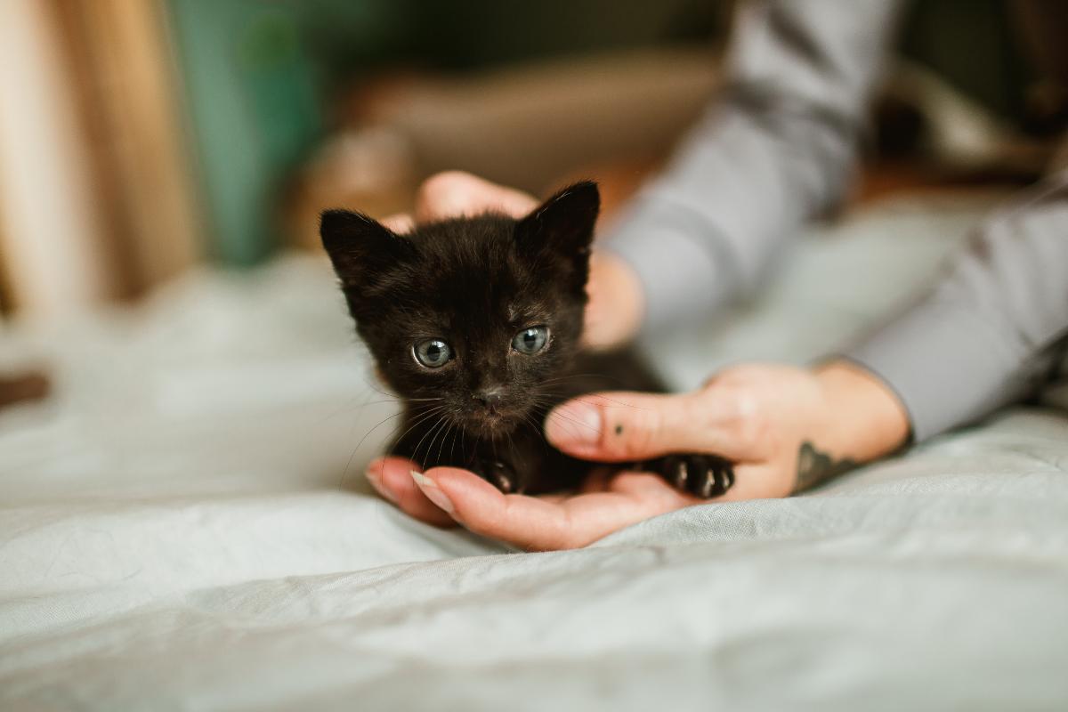 +200 Nomi per gatti neri femmine e maschi