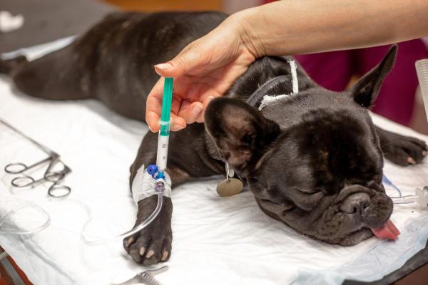 Incontinenza urinaria nella cagna sterilizzata: cause - 3. Fistola retto-uretrale