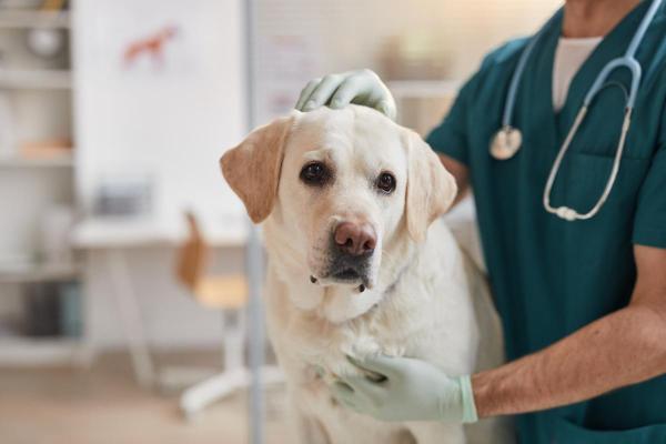 Incontinenza urinaria nella cagna sterilizzata: cause - 6. Cause neurogene