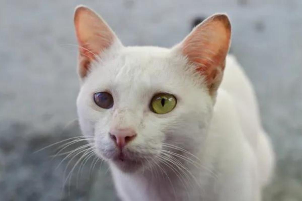 Cecità nel gatto: Cause, sintomi e cura