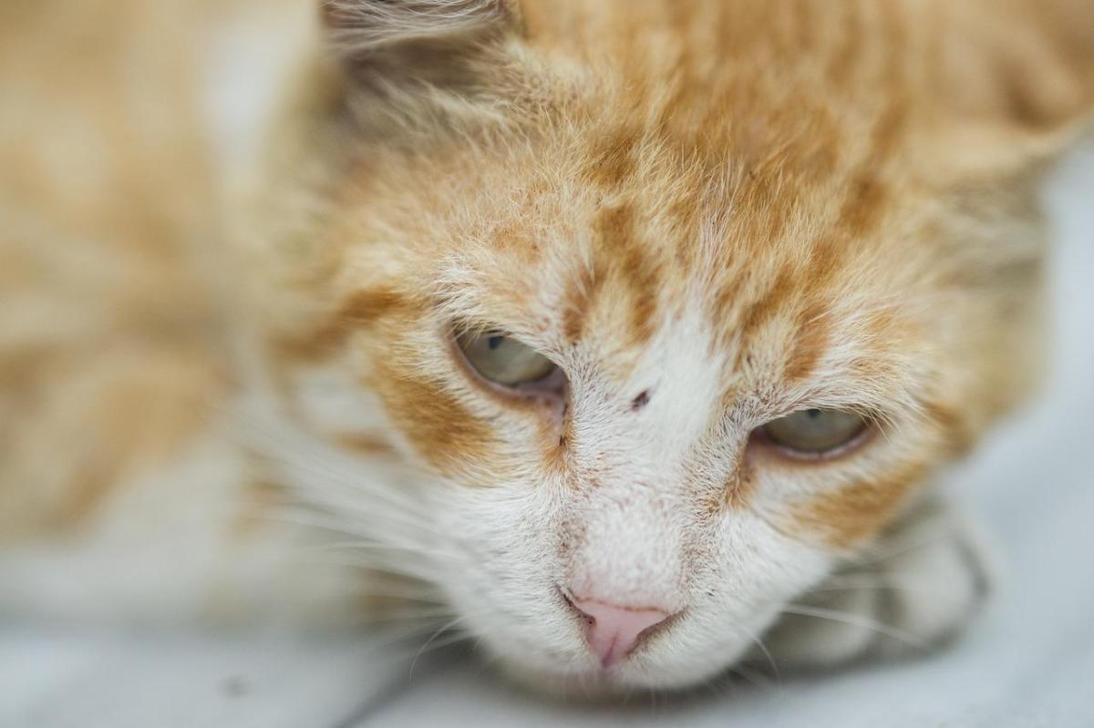 Perché il gatto vomita sangue?