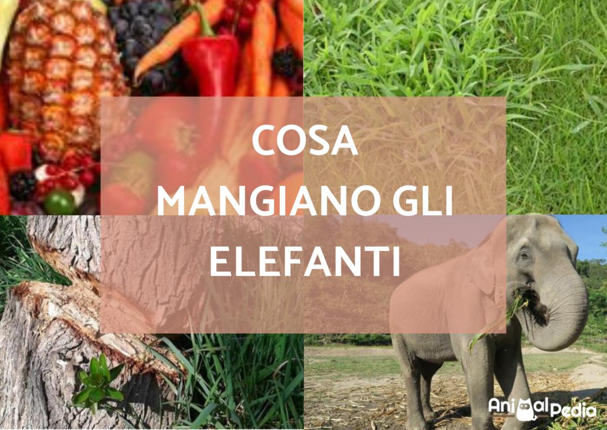 Cosa mangiano gli elefanti?