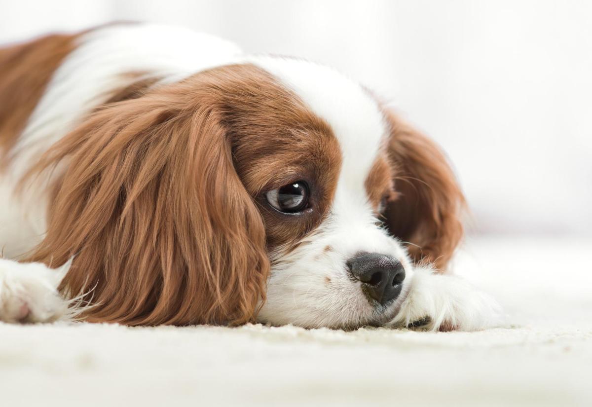Perché il mio cane è triste?