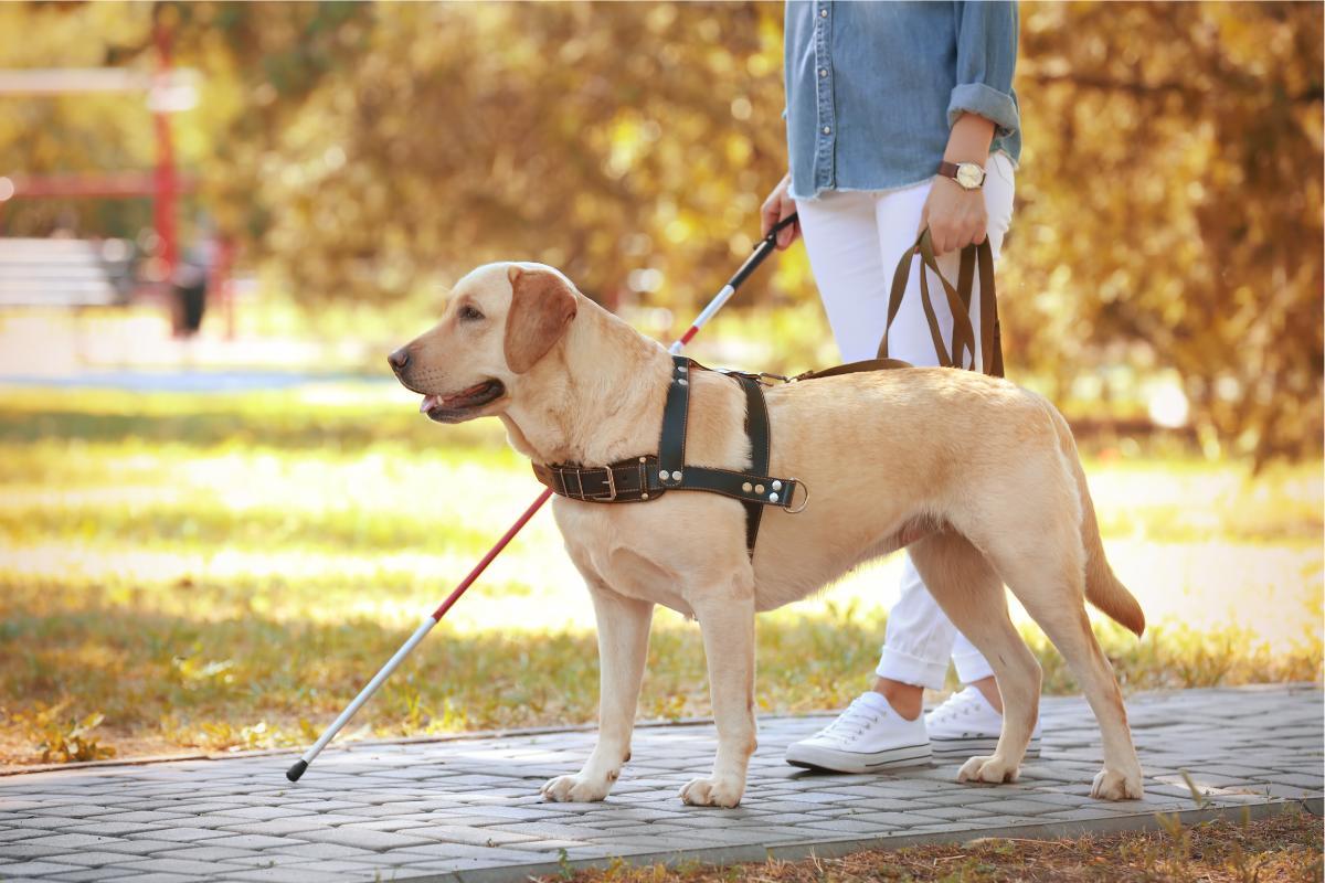Cani guida: razza, addestramento e cosa fanno