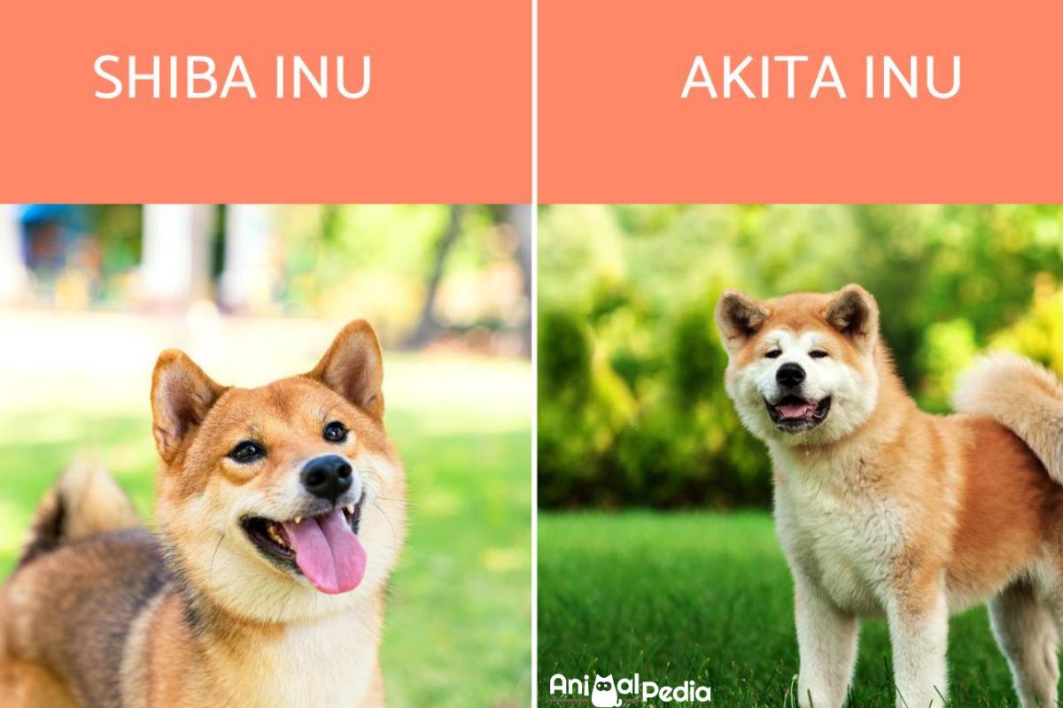 Differenze tra Shiba inu e Akita inu