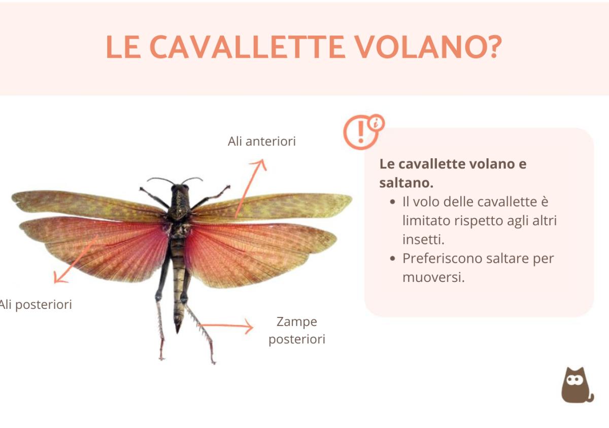 Le cavallette volano?