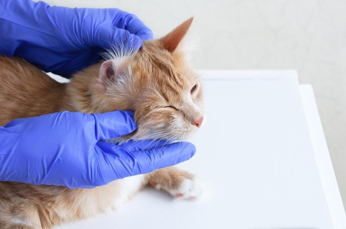 Perché il gatto si gratta le orecchie?