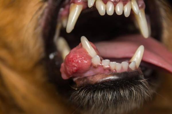 Tumore alla bocca nei cani: tipologie e trattamento - Sintomi di tumore alla bocca nei cani