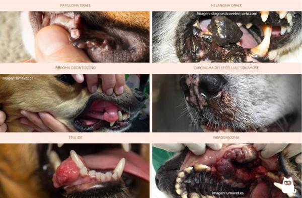 Tumore alla bocca nei cani: tipologie e trattamento - Tipi di tumori nella bocca del cane