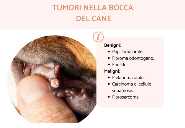 Tumore alla bocca nei cani: tipologie e trattamento