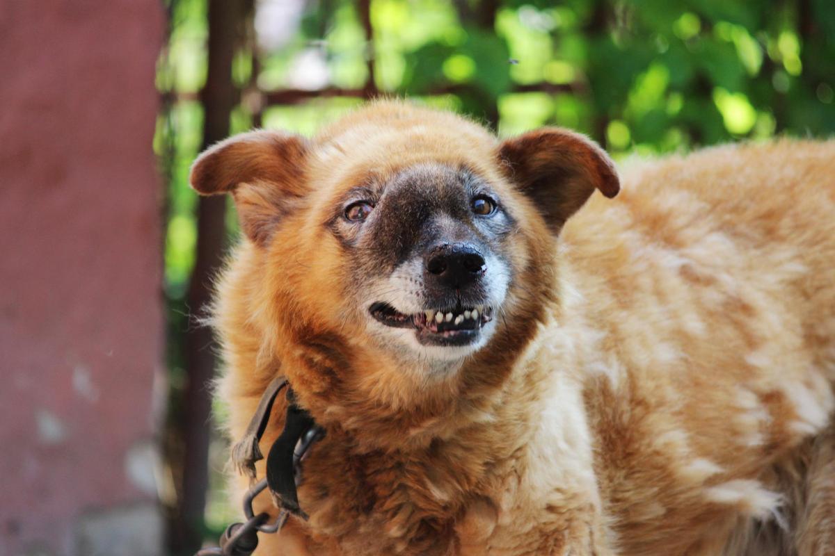 Adenocarcinoma nel cane: sintomi, trattamento e sopravvivenza