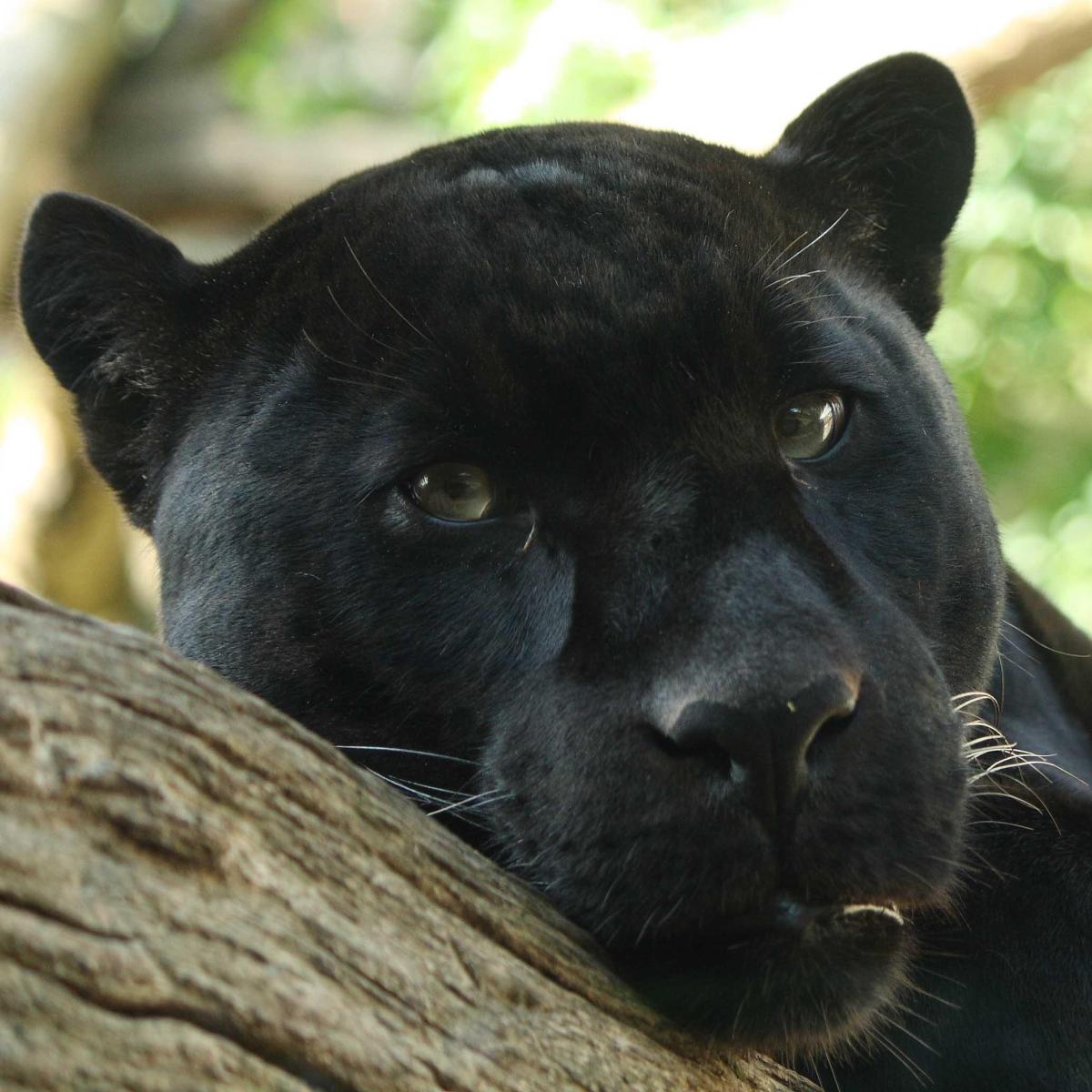Animali con melanismo