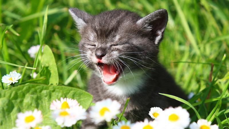 10 Motivi per cui il gatto miagola SEMPRE e cosa fare