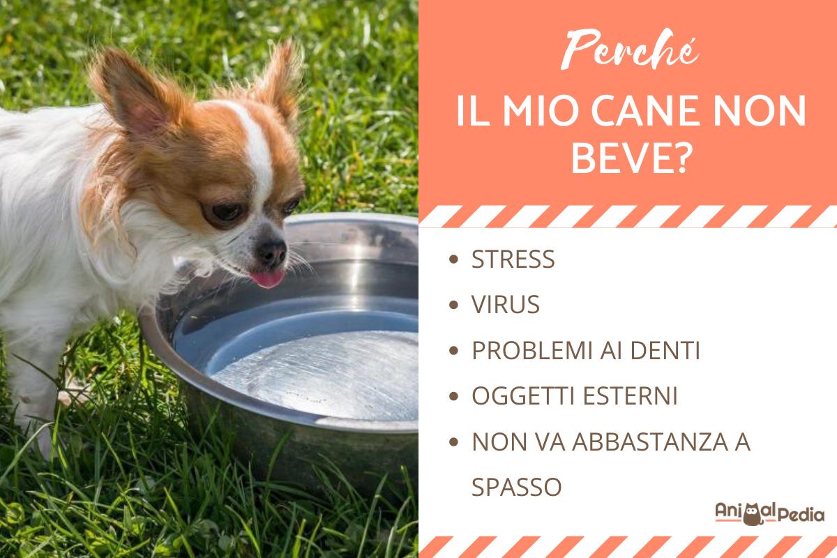 Perché il mio cane non beve?