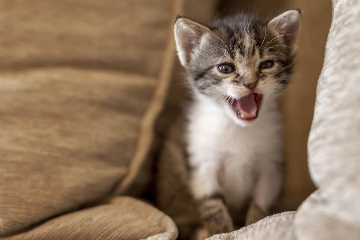 Perché il mio gatto miagola in continuazione