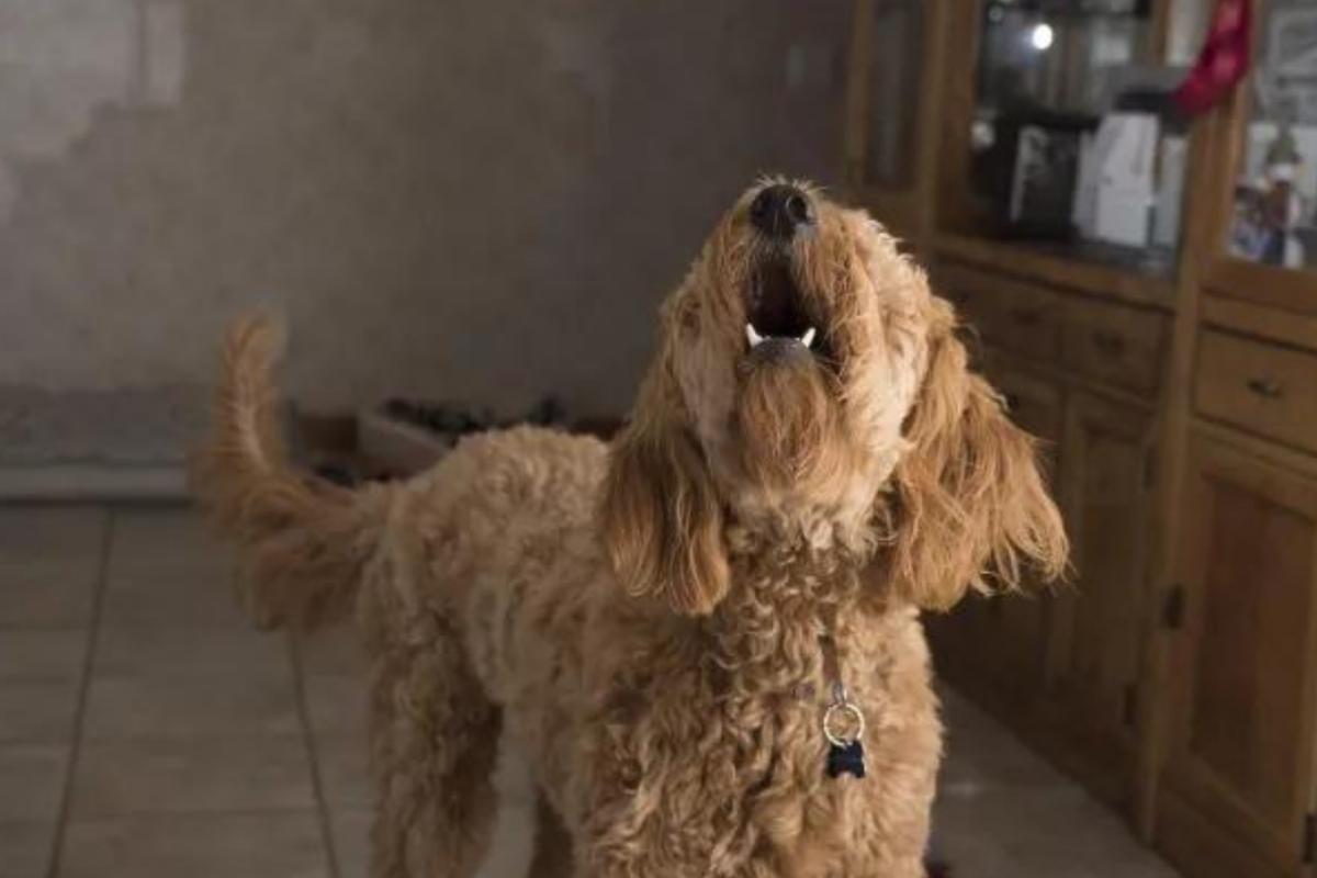 Fischietto per cani antiabbaio: come funziona e come usarlo