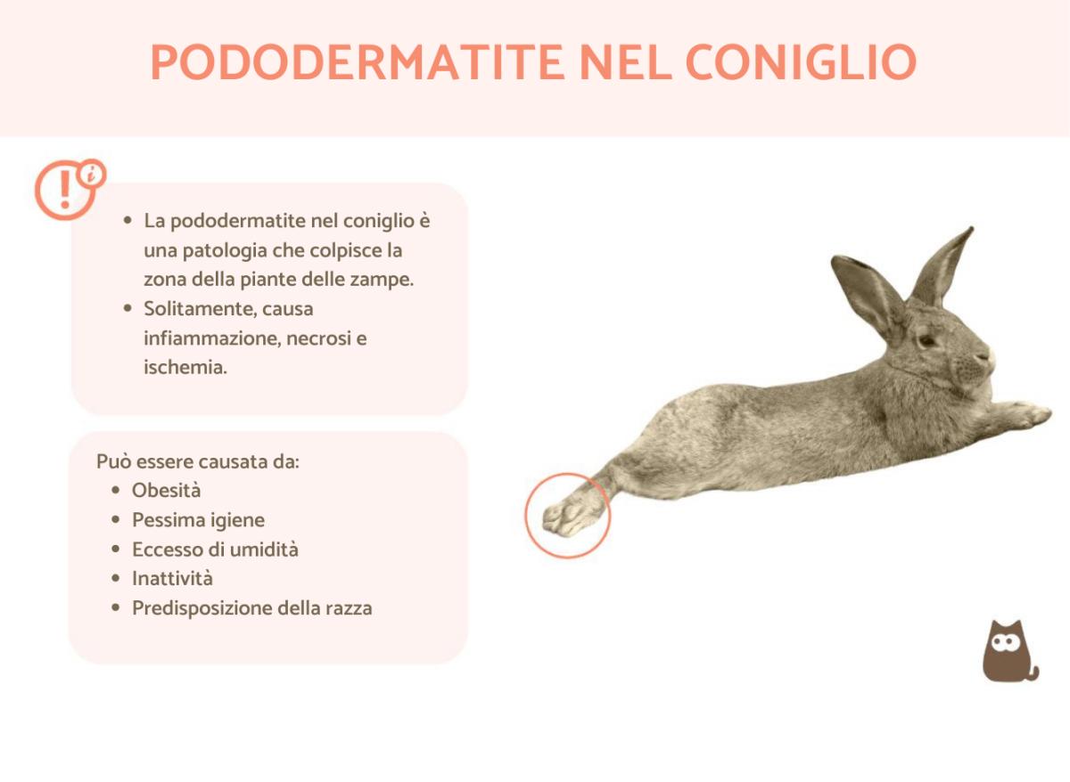 Pododermatite nel coniglio: sintomi, cause, cura e rimedi naturali