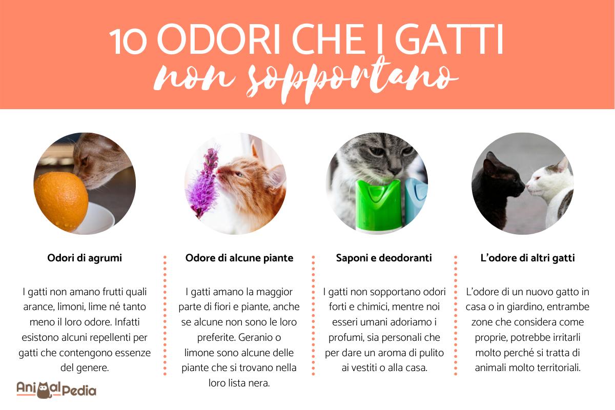 Repellente per gatti: rimedi naturali