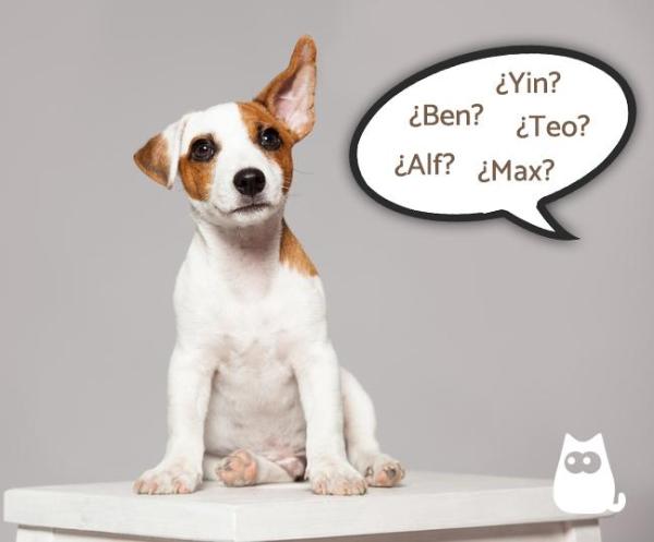 Nomi corti per cani: nomi con 3 lettere