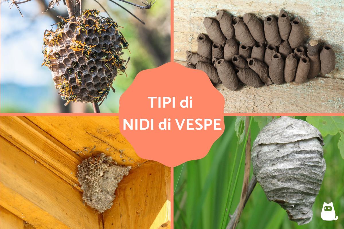 tipologie di api e vespe