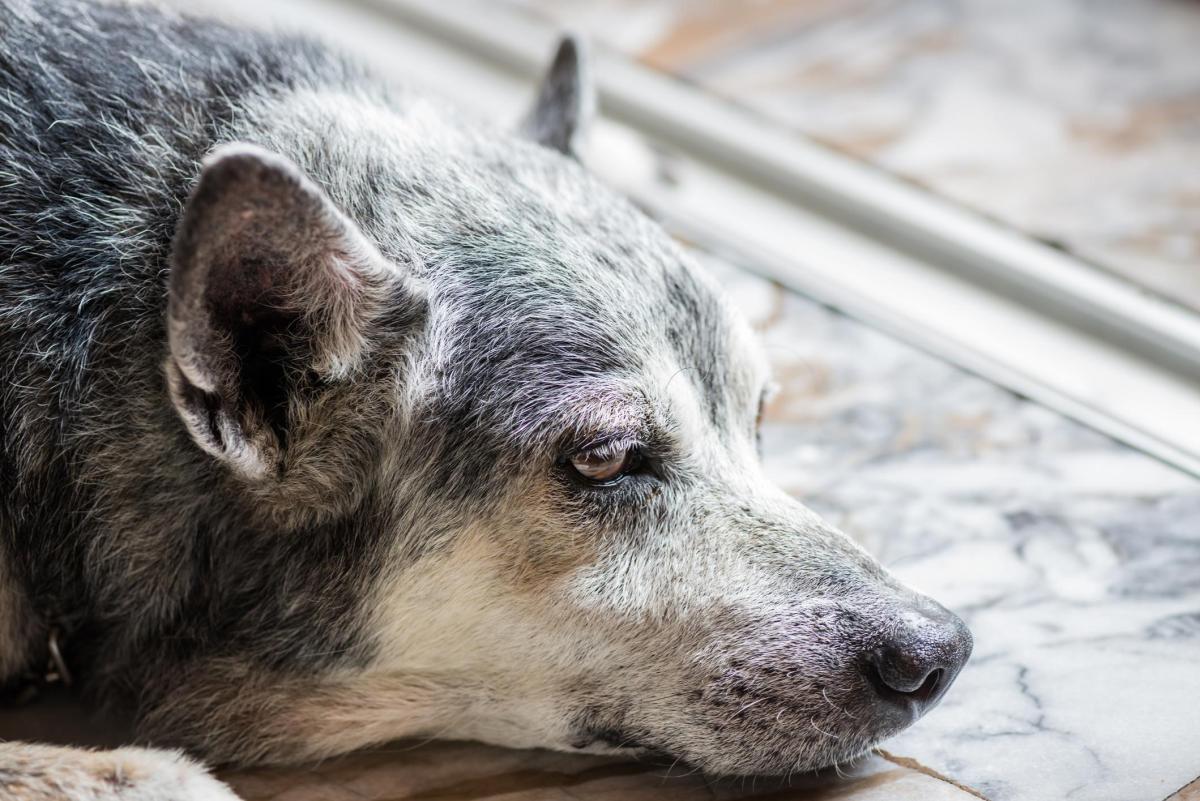Il cane anziano non mangia: Cause e cosa fare