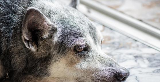 Il cane anziano non mangia: Cause e cosa fare