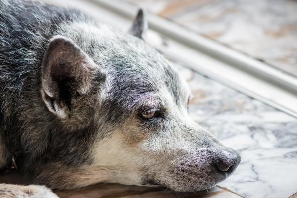 Il cane anziano non mangia: Cause e cosa fare