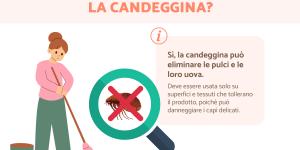 Le pulci muoiono con la candeggina?