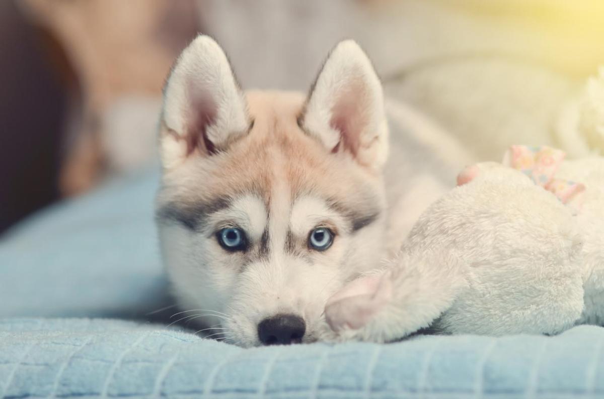 Come prendersi cura di un cucciolo di Siberian Husky