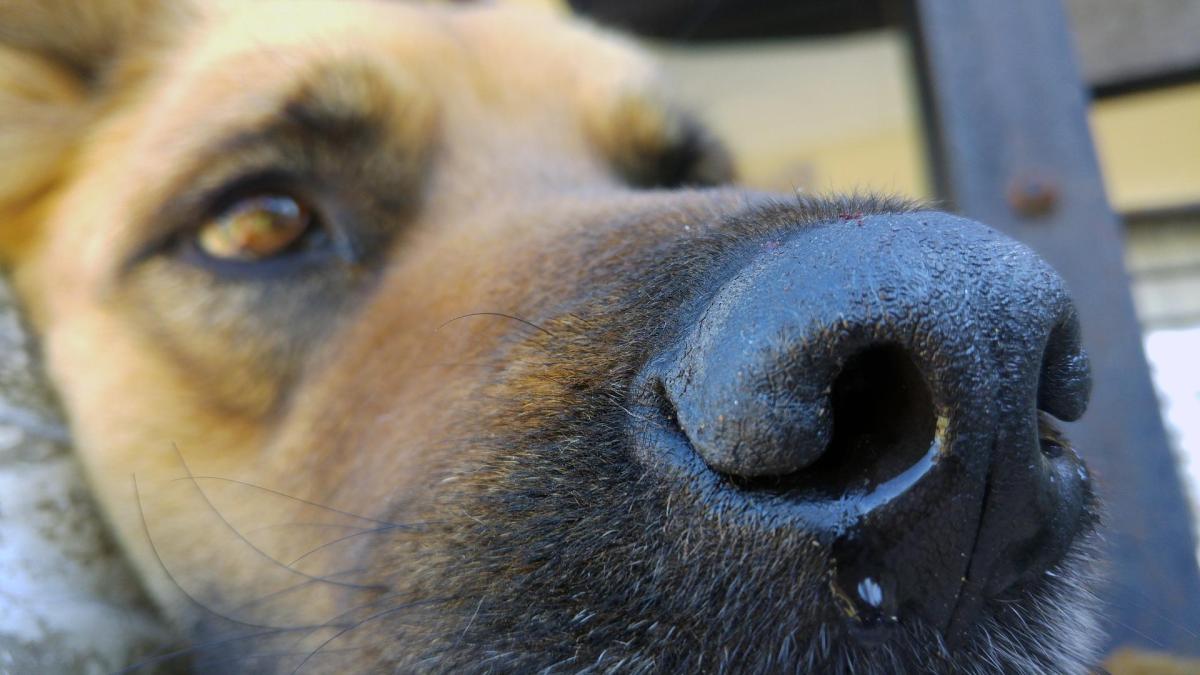 Il mio cane respira con affanno dal naso: cause e trattamento