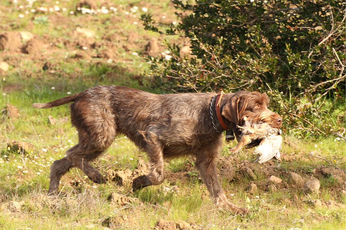 12 Razze di cani da caccia
