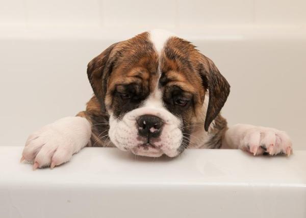 Rimedi casalinghi per la dermatite nel cane - Altri rimedi casalinghi per trattare la dermatite nei cani