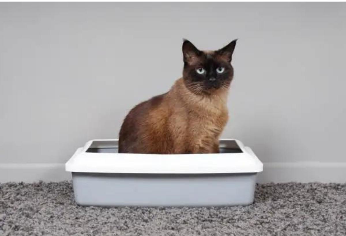 Perché il gatto fa la cacca fuori dalla lettiera?