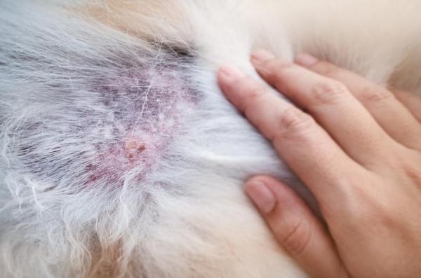 Rimedi casalinghi per la dermatite nel cane