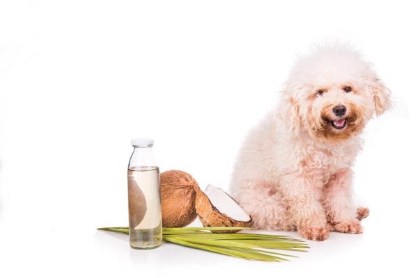 Rimedi casalinghi per la dermatite nel cane -