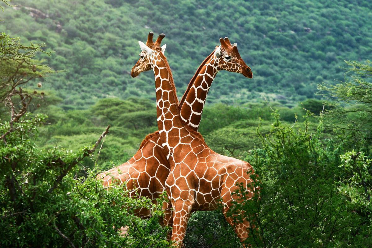 Dove vivono le giraffe?