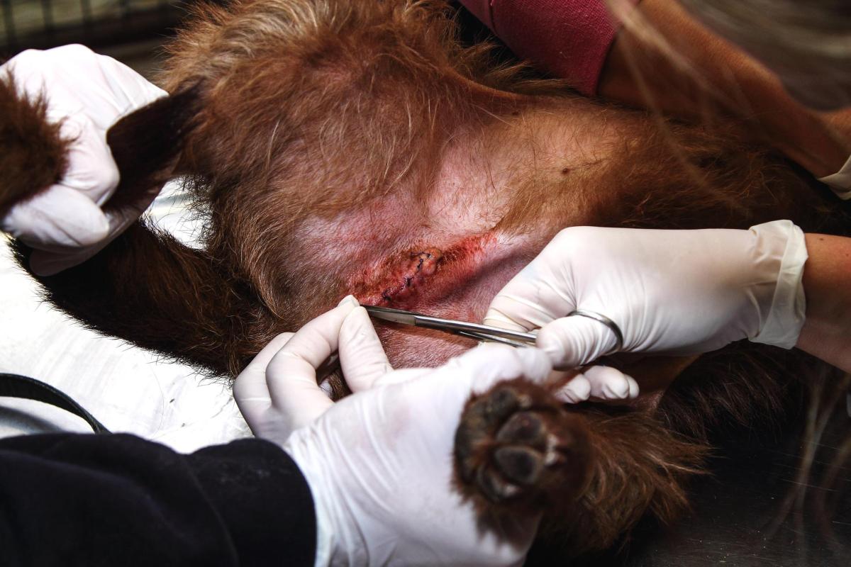 Infezione dei punti di sutura nel cane: come disinfettare e cosa fare
